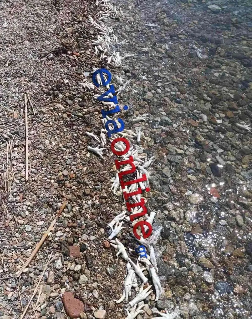 kotopoulaa.jpg