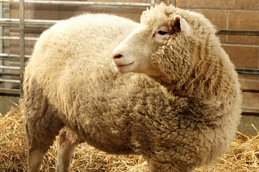 Ντόλι το πρόβατο