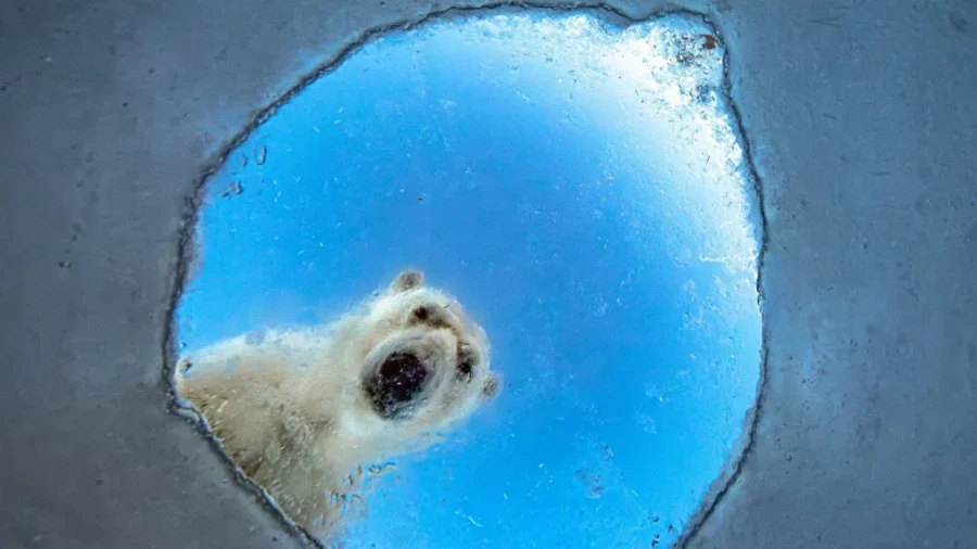 Icy Window