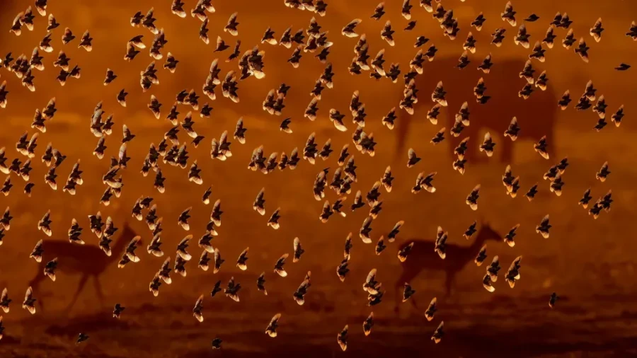 Flock of Gold