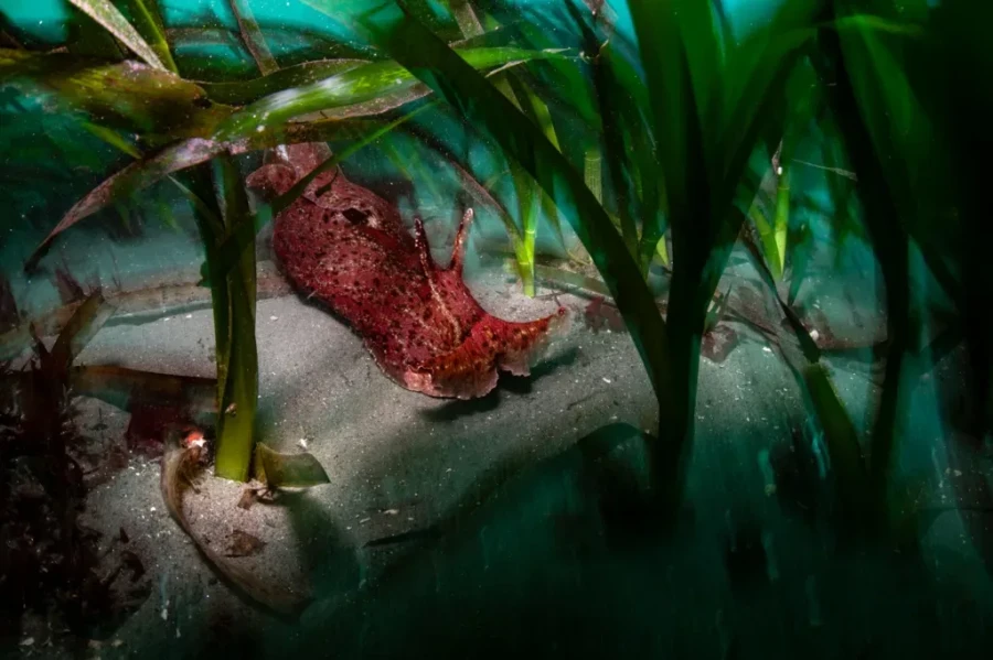 Ocean Protector