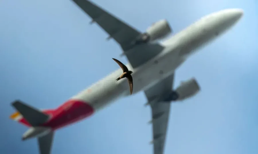 The Art of Flying