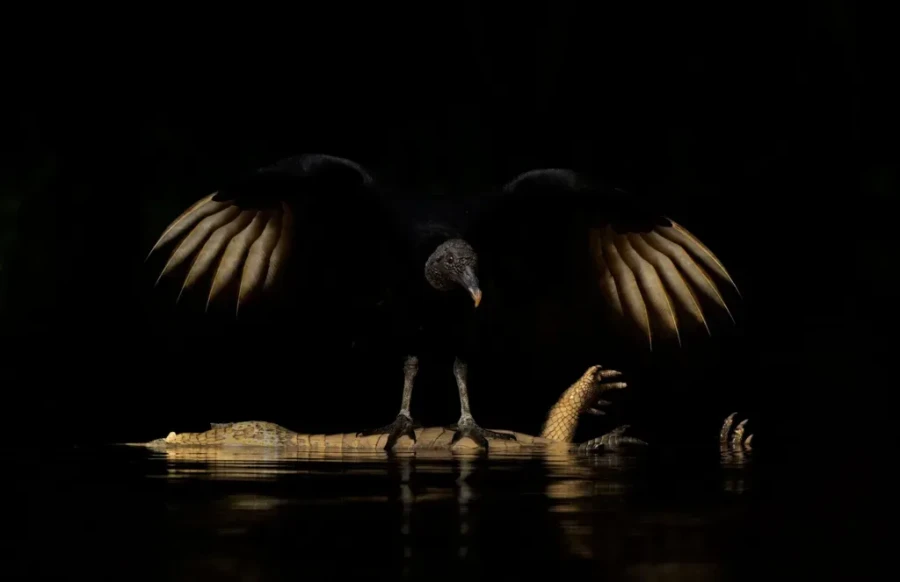 Wings of Darkness