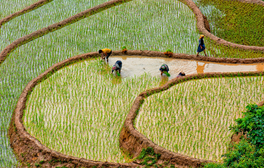 ορυζωνες στο Mu Cang Chai, YenBai, Vietnam