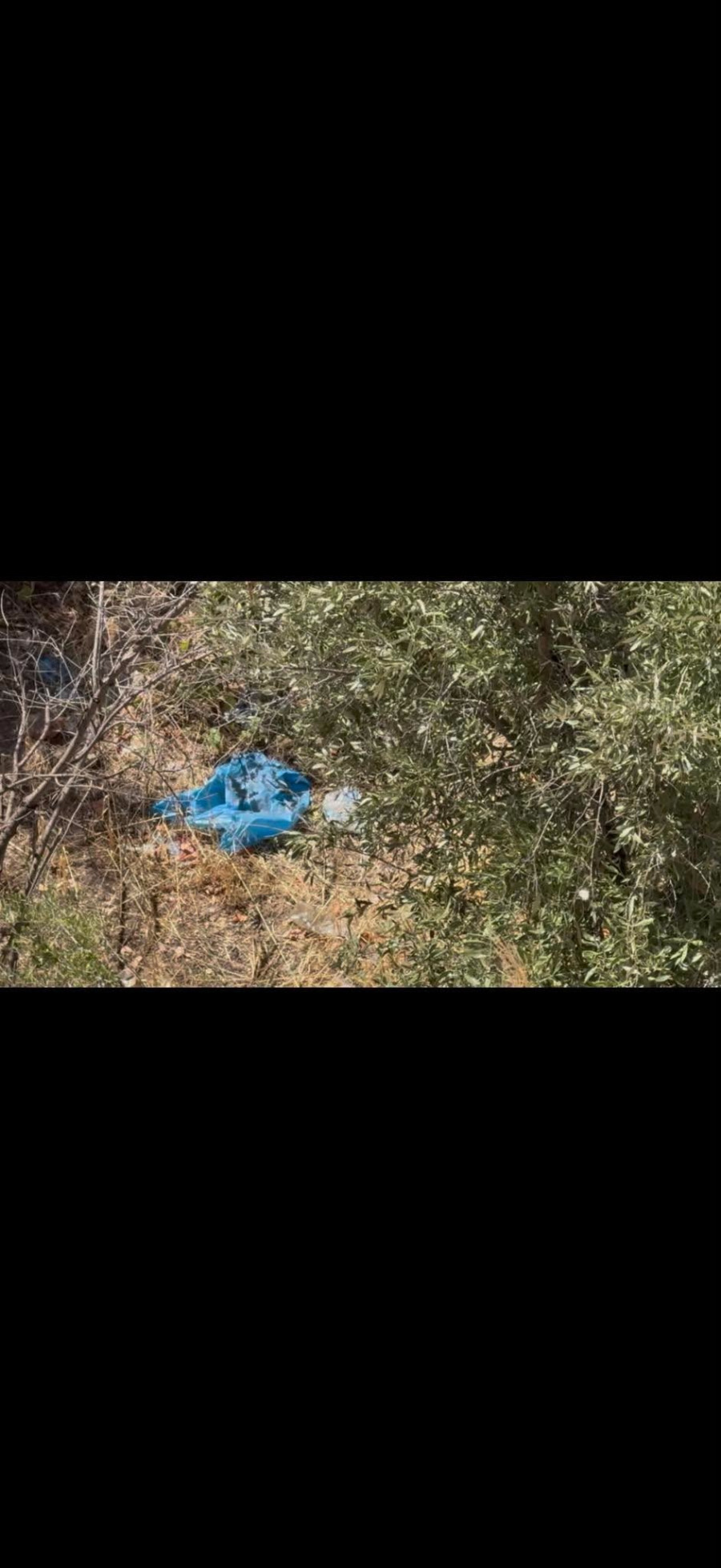 Κυψέλη σακούλα οστά