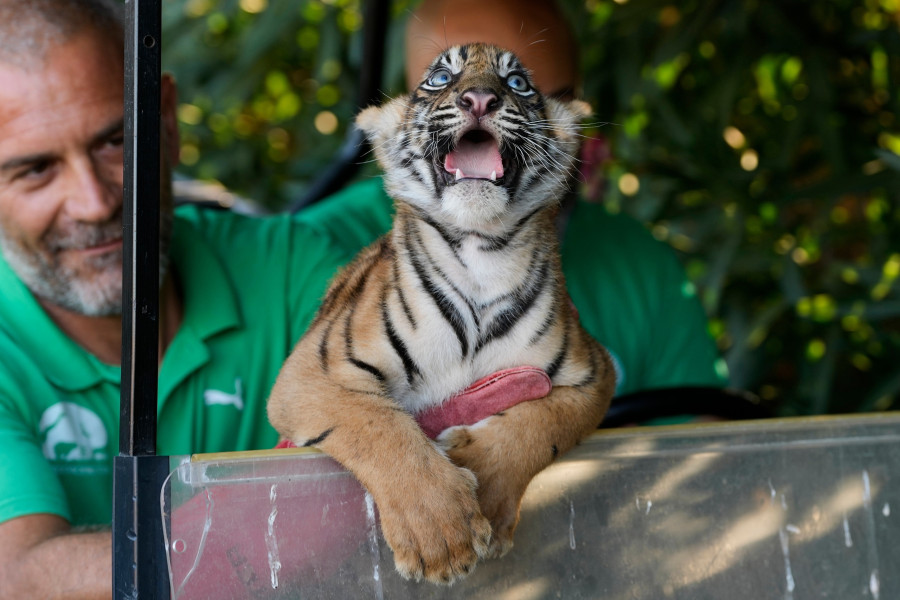 Greece Endangered Tigers