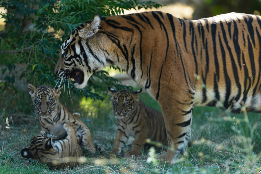 Greece Endangered Tigers