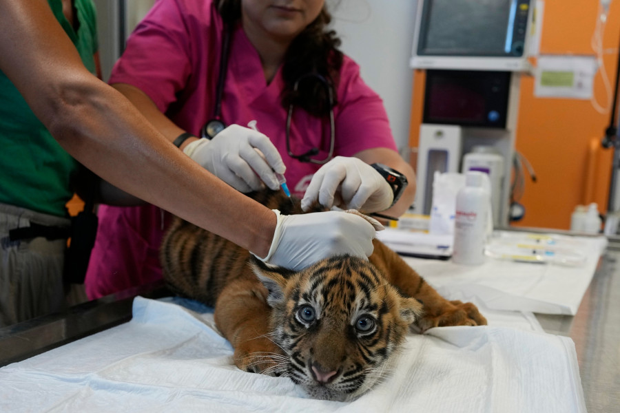Greece Endangered Tigers