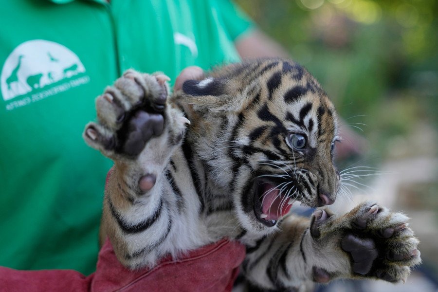 Greece Endangered Tigers