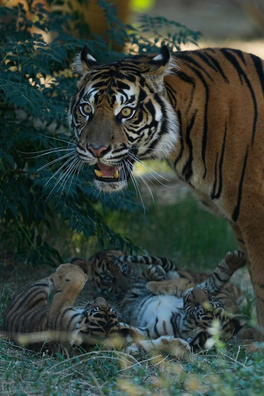 Greece Endangered Tigers