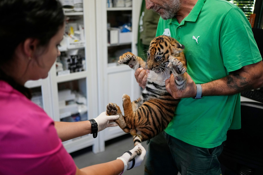 Greece Endangered Tigers
