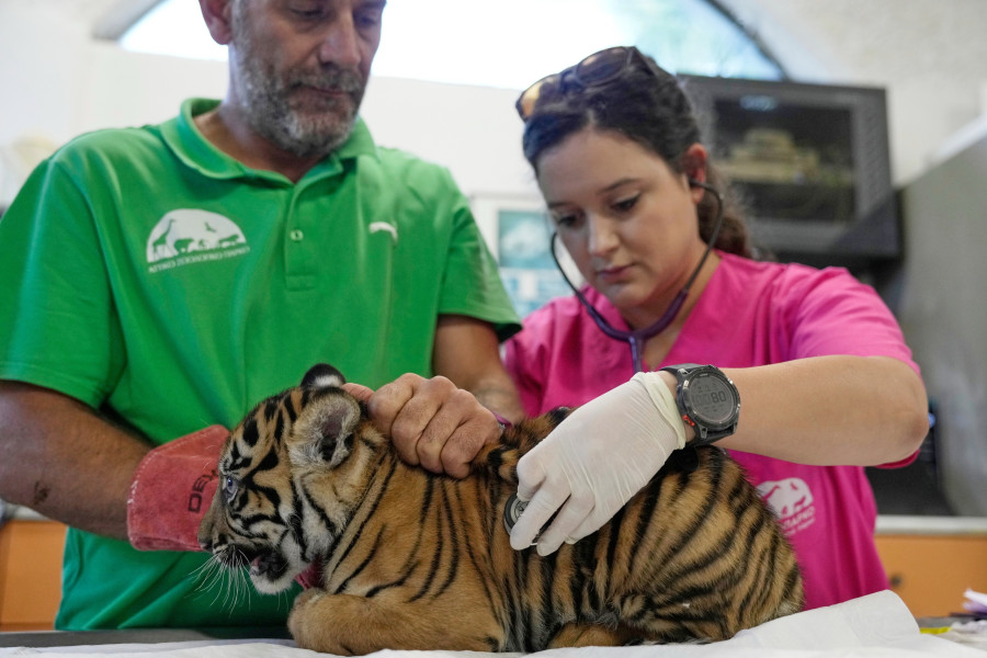 Greece Endangered Tigers
