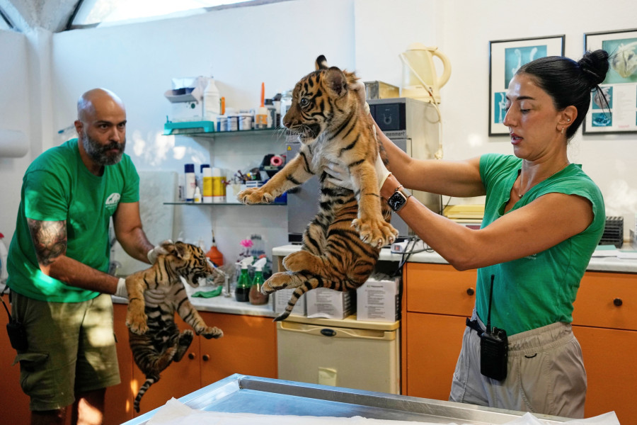 APTOPIX Greece Endangered Tigers