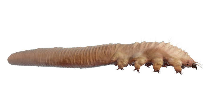 Demodex Folliculorum ακαρεο