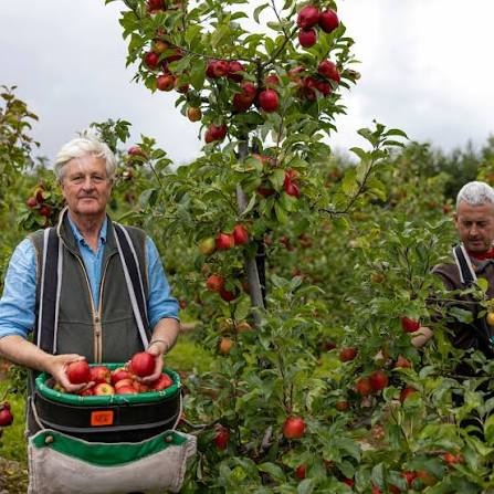 apples-in-ireland.jpg