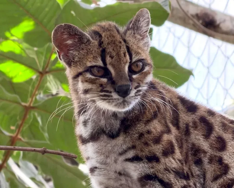 Leopardus tilcayo
