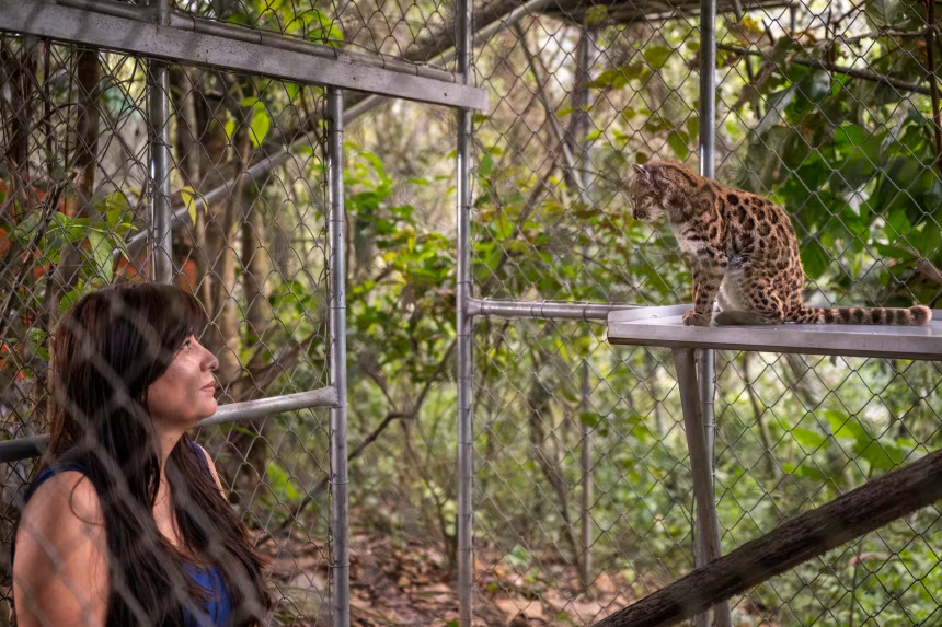 Leopardus tilcayo