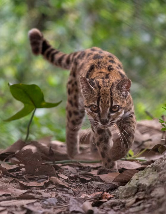 Leopardus tilcayo