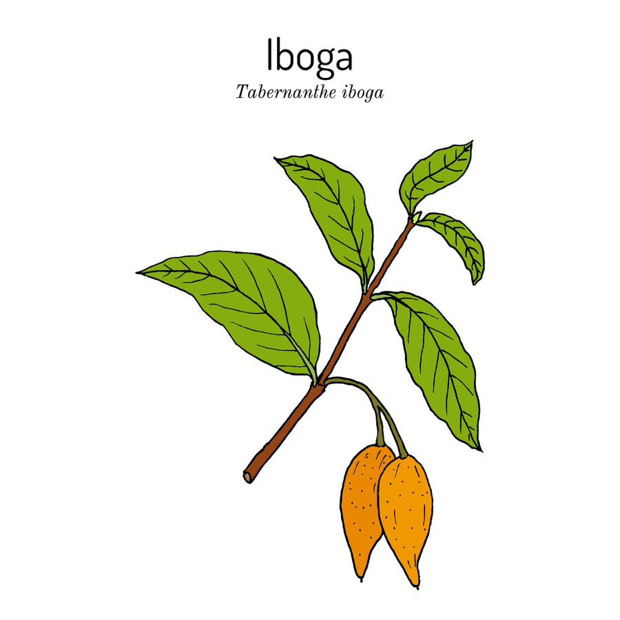 Tabernanthe Iboga