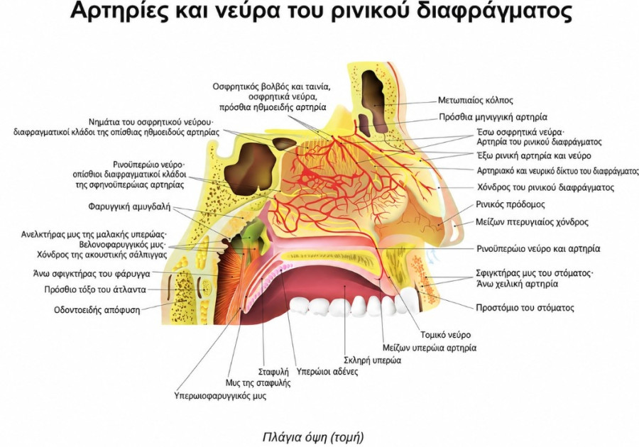 αρτηριες και νευρα του ρινικου διαφραγματος