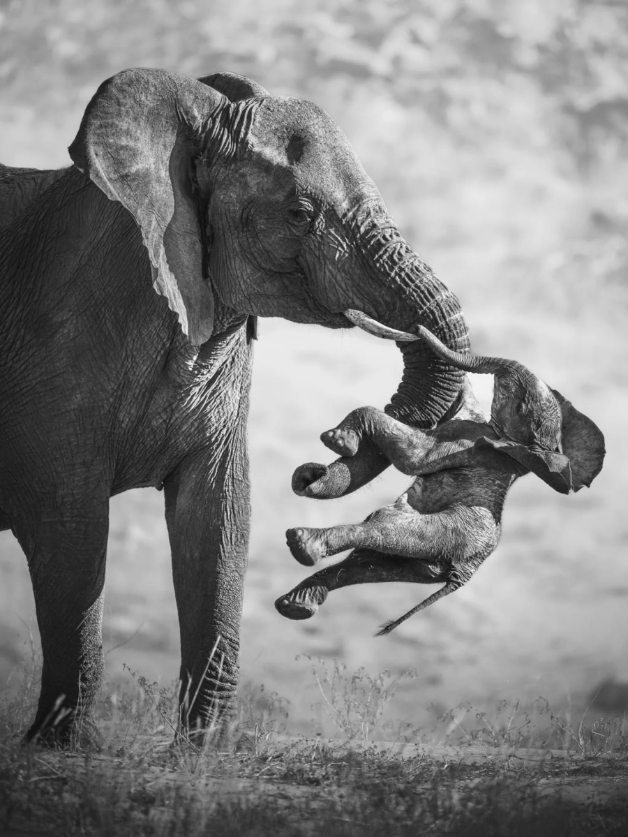 «The Aftermath» - Wildife Photographer 2026