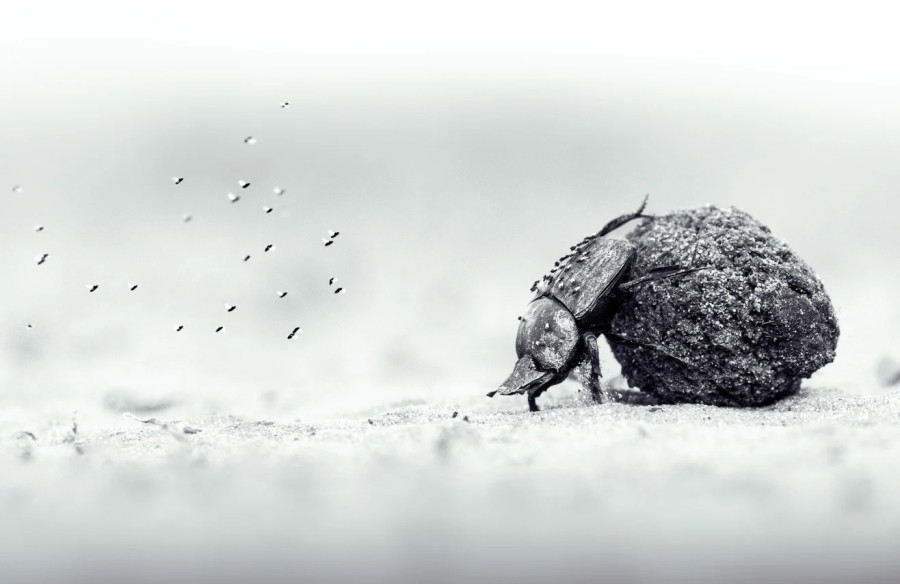 «Labor of Love» - Wildlife Photographer 2026