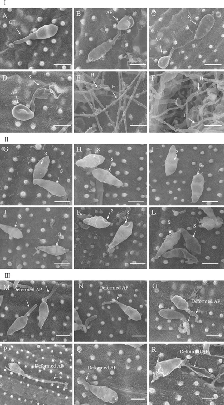 scanning-electron-microscopy-of-magnaporthe-oryzae-on-detached-rice-leaves-at-sampling.webp