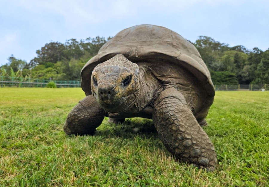turtle.jpg
