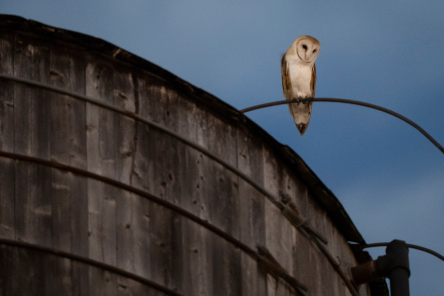 New York City Owls