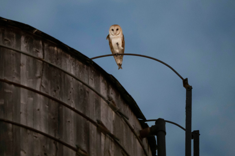 New York City Owls