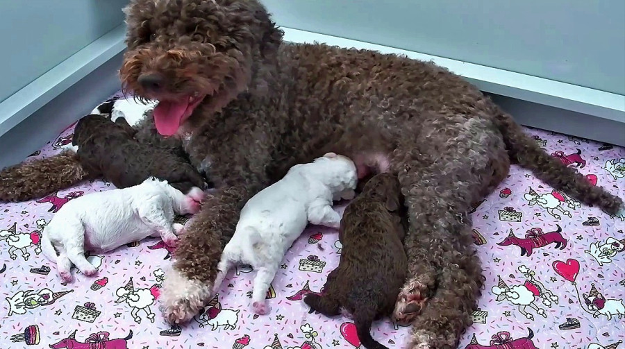 Finland Puppies Livestream