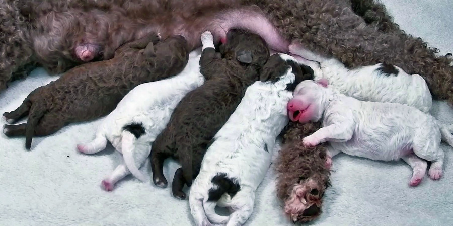 Finland Puppies Livestream