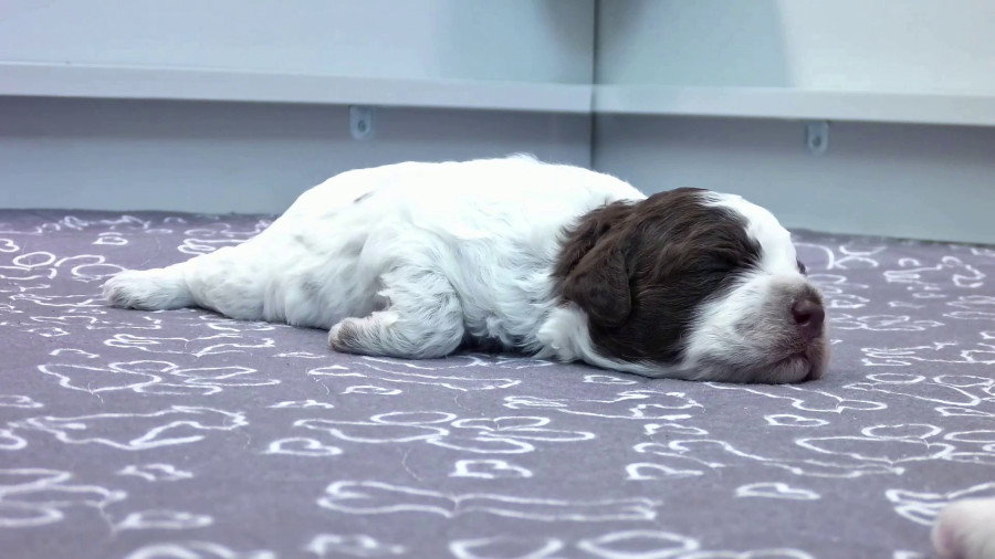 Finland Puppies Livestream
