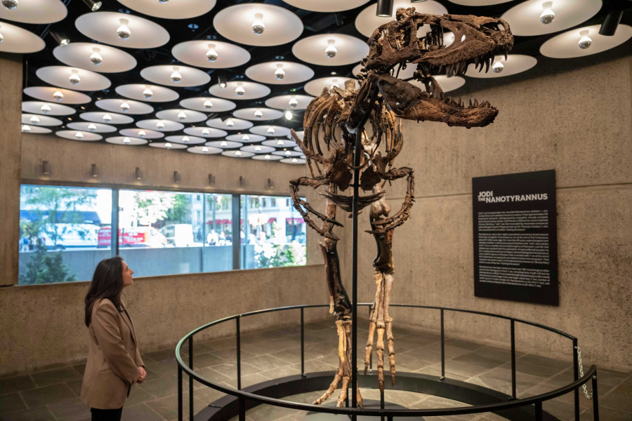 Mini T-Rex Auction