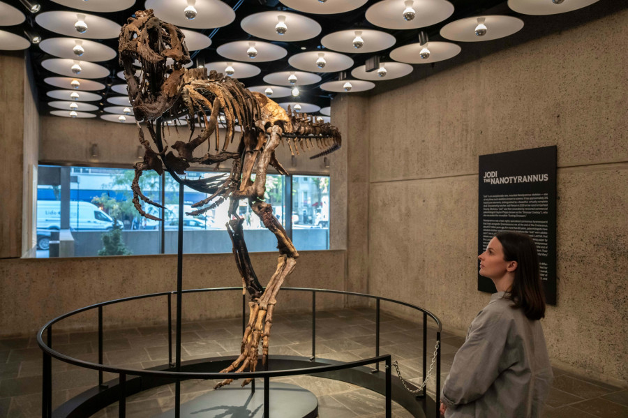 Mini T-Rex Auction