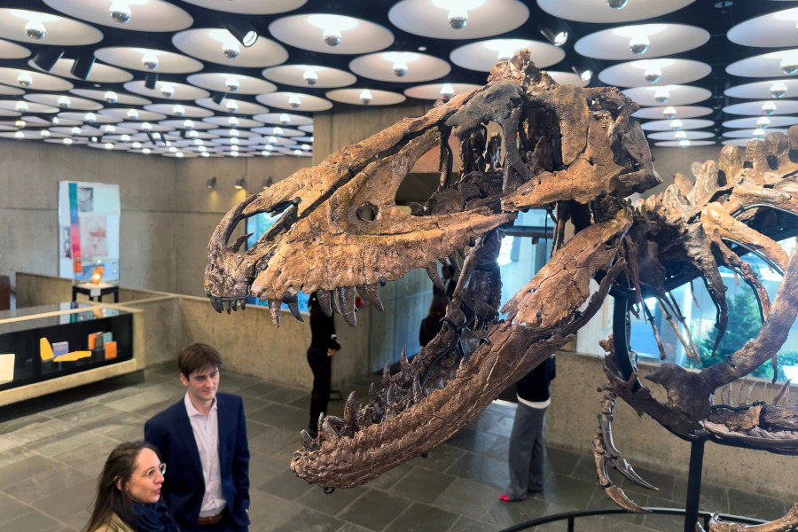 Nanotyrannus Auction