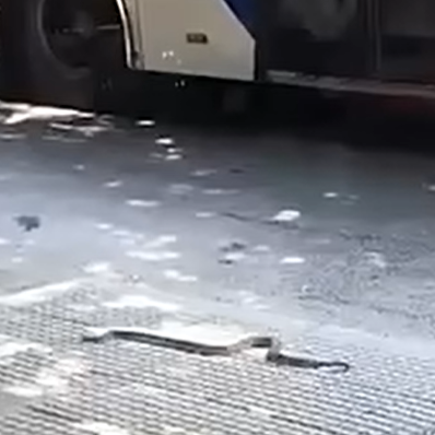 Φίδι έκανε βόλτες στο κέντρο της Θεσσαλονίκης – Δείτε βίντεο