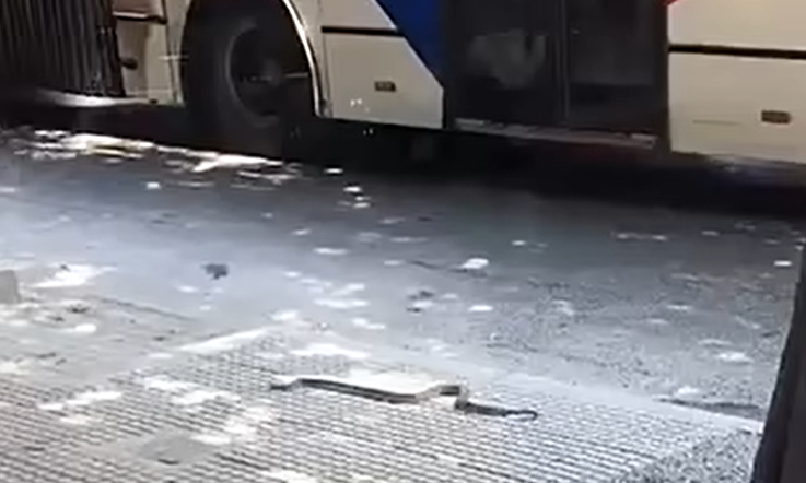 Φίδι έκανε βόλτες στο κέντρο της Θεσσαλονίκης – Δείτε βίντεο