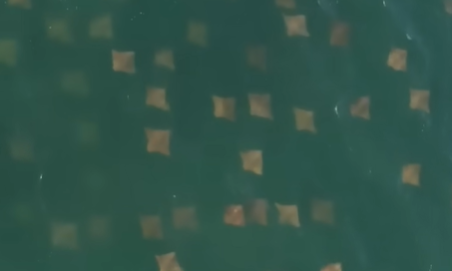 Εντυπωσιακό βίντεο από drone κατέγραψε χιλιάδες σαλάχια να μεταναστεύουν στα ανοιχτά της Νέας Υόρκης