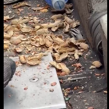 Το λαίμαργο ρακούν κερδίζει το διαδίκτυο - Τα viral στιγμιότυπα του... χεριού του