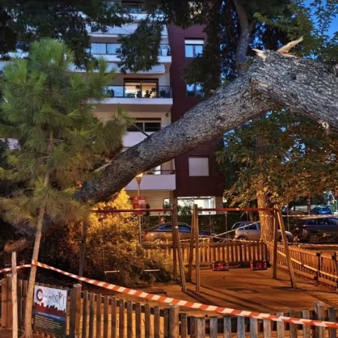 Θεσσαλονίκη: Εισαγγελική έρευνα για την πτώση δέντρου σε παιδική χαρά στην Καλαμαριά