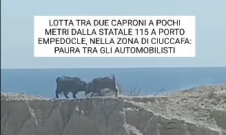 Ιταλία: Δύο τράγοι «μονομαχούν» με τα κέρατά τους δίπλα σε εθνική οδό, στη Σικελία - Βίντεο viral