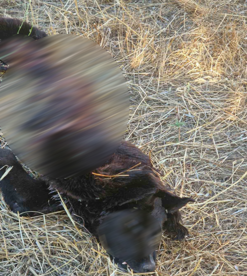 Λύκος