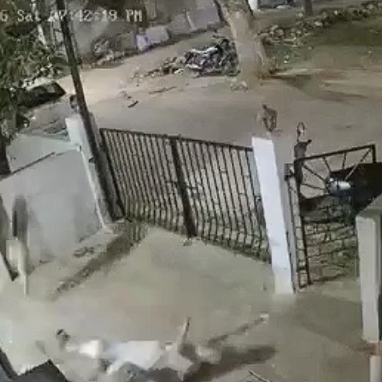 Φρικτό τέλος για τη σύζυγο διάσημου Ινδού συγγραφέα: Πλάνα δείχνουν πίθηκο να ορμάει στην 91χρονη