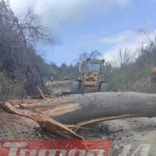 Αχαΐα: Νεκρός 50χρονος από πτώση πεύκου την ώρα που το έκοβε, στην Τριταία