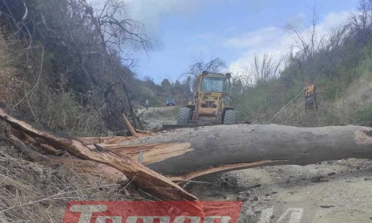 Αχαΐα: Νεκρός 50χρονος από πτώση πεύκου την ώρα που το έκοβε, στην Τριταία