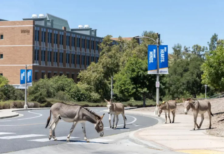 donkeys1.png