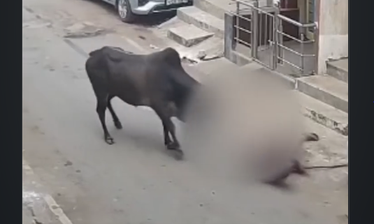 Σκληρά πλάνα: Η στιγμή που ταύρος ορμάει σε ηλικιωμένο - Το κόκκινο πουκάμισο τον έκανε «στόχο»