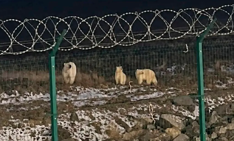 Ρωσία: Εξαγριωμένη πολική αρκούδα κατακρεούργησε 23χρονο σε αρκτικό σταθμό πετρελαίου