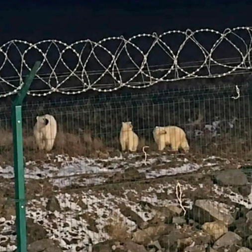 Ρωσία: Εξαγριωμένη πολική αρκούδα κατακρεούργησε 23χρονο σε αρκτικό σταθμό πετρελαίου